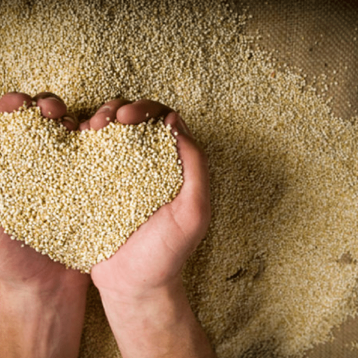 quinoa français